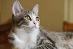 پشتیبانی روان درمانی به کمک گربه