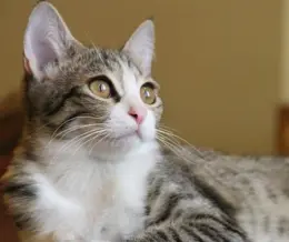 پشتیبانی روان درمانی به کمک گربه