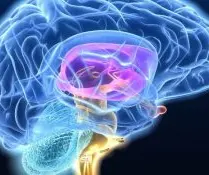 رشد مغز در همه سنین ادامه دارد