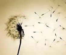 آزمون عاطفه خود آگاه