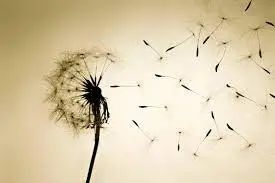 آزمون عاطفه خود آگاه